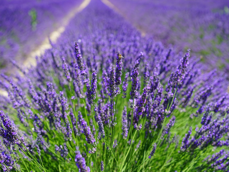 Lavendel schoonheid